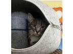 Adopt Moose a Gray or Blue Domestic Shorthair / Mixed Breed (Medium) / Mixed