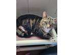 Adopt Rudolph a Brown Tabby Domestic Shorthair (short coat) cat in Burgaw