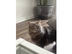 Adopt Gabriella a Gray or Blue Domestic Longhair / Mixed (long coat) cat in