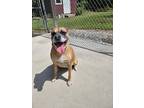 Adopt Piper a Tan/Yellow/Fawn Boxer / Mixed Breed (Medium) / Mixed dog in