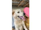 Adopt Mishka a White Great Pyrenees / Bearded Collie / Mixed dog in Marion