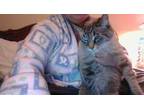 Adopt Timmie a Tan or Fawn Domestic Mediumhair / Mixed (medium coat) cat in