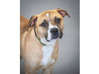 Adopt Tann a Tan/Yellow/Fawn Mixed Breed (Large) / Mixed dog in Greenwood