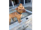 Adopt Rizby a Tan/Yellow/Fawn American Pit Bull Terrier / Mixed dog in Burgaw