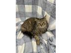 Adopt Tigra a Brown Tabby Domestic Mediumhair (medium coat) cat in Columbus
