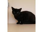 Adopt Canyon a All Black Domestic Shorthair / Domestic Shorthair / Mixed cat in