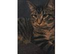 Adopt Wesley a Gray, Blue or Silver Tabby Tabby / Mixed (short coat) cat in