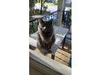 Adopt Fergus a Gray or Blue Domestic Mediumhair / Mixed (medium coat) cat in