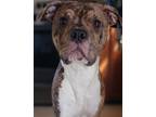 Adopt Skrat a Brindle - with White Staffordshire Bull Terrier / American Pit