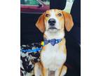 Adopt Ziggy a Tan/Yellow/Fawn - with White Hound (Unknown Type) / Mixed dog in
