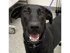 Adopt Mandy a Black Mixed Breed (Medium) / Mixed dog in Chicago, IL (41334557)