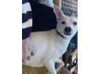 Adopt Juno a White Jack Russell Terrier / Whippet / Mixed dog in Travelers Rest