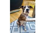 Adopt Ella Rose a Brindle - with White American Staffordshire Terrier / Mixed