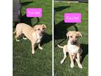 Adopt Rachel a Tan/Yellow/Fawn - with White Pit Bull Terrier / Labrador