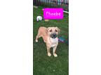 Adopt Phoebe a Tan/Yellow/Fawn - with White Pit Bull Terrier / Labrador
