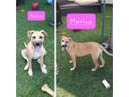 Adopt Monica a Tan/Yellow/Fawn - with White Pit Bull Terrier / Labrador