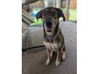 Adopt Paloma (nka Storm) a Australian Shepherd / Catahoula Leopard Dog / Mixed