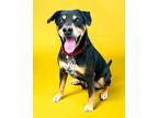 Adopt Guinness a Black and Tan Coonhound / Mixed Breed (Medium) / Mixed dog in