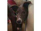 Adopt Mano a Black Australian Shepherd / Border Collie / Mixed dog in Decatur