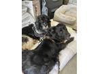 Adopt Merle and Chibbs a Black - with Gray or Silver Cocker Spaniel / Mixed dog