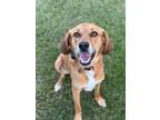 Adopt Jersey a Red/Golden/Orange/Chestnut Plott Hound / Treeing Walker Coonhound