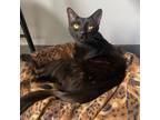 Adopt Vera a All Black Domestic Shorthair / Mixed cat in Port Washington