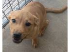 Adopt Nugget a Mixed Breed (Medium) / Mixed dog in Brownwood, TX (41334526)
