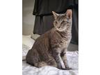 Adopt Grey a Gray, Blue or Silver Tabby Tabby / Mixed (medium coat) cat in Fresh