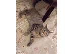 Adopt Arya a Spotted Tabby/Leopard Spotted Egyptian Mau cat in Manchester