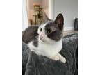 Adopt Abbey a Gray or Blue Domestic Shorthair / Mixed cat in Newport