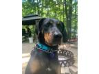 Adopt Jazzy a Black Coonhound / Mixed dog in Newport, KY (41334476)