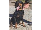 Adopt Jazzy a Black Coonhound / Mixed dog in Newport, KY (41334476)