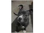 Adopt Lola a Gray/Blue/Silver/Salt & Pepper Pit Bull Terrier / Mixed dog in