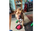 Adopt Hooch a Tan/Yellow/Fawn Dogue de Bordeaux / American Staffordshire Terrier