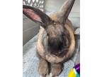 Adopt Chewbacca a Other/Unknown / Mixed (short coat) rabbit in Indianapolis