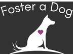 Adopt FOSTER GROUP APP ONLY a Pit Bull Terrier / Pit Bull Terrier / Mixed dog in