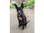 Adopt DeeDee a Black - with White Pit Bull Terrier / Shepherd (Unknown Type) dog