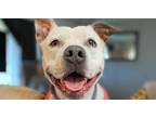 Adopt Sabrina a Pit Bull Terrier / Blue Heeler dog in Portland, OR (39942673)