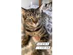 Adopt Gemma a Domestic Shorthair / Mixed (short coat) cat in Fallbrook