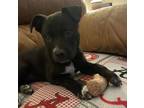 Adopt Pari- Lizzie a Mixed Breed (Medium) / Mixed dog in Killen, AL (41334410)
