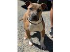 Adopt Dusty a Mixed Breed (Medium) / Mixed dog in Killen, AL (41229757)