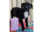 Adopt Carli a Labrador Retriever / Mixed dog in Killen, AL (41322730)