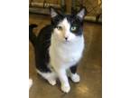 Adopt Winston a Domestic Shorthair / Mixed (short coat) cat in Fallbrook
