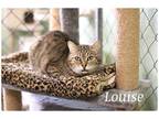 Adopt Thelma a Domestic Shorthair / Mixed (short coat) cat in Fallbrook