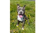 Adopt Hollyberry a Brindle Mixed Breed (Large) / Mixed dog in Blackwood