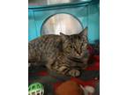 Adopt Peanut Butter a Spotted Tabby/Leopard Spotted Domestic Shorthair cat in