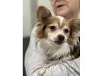 Adopt Chewy a Papillon / Jack Russell Terrier dog in Oakdale, CA (41331523)