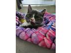 Adopt Popcorn a Spotted Tabby/Leopard Spotted Domestic Shorthair / Mixed cat in