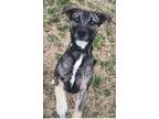 Adopt Remo a Black - with Gray or Silver Mixed Breed (Medium) dog in Owenton