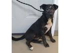 Adopt Toby a Black - with White Pit Bull Terrier / Mixed Breed (Medium) dog in